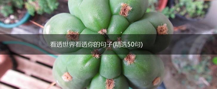 看透世界看透你的句子(精选50句),第1张
