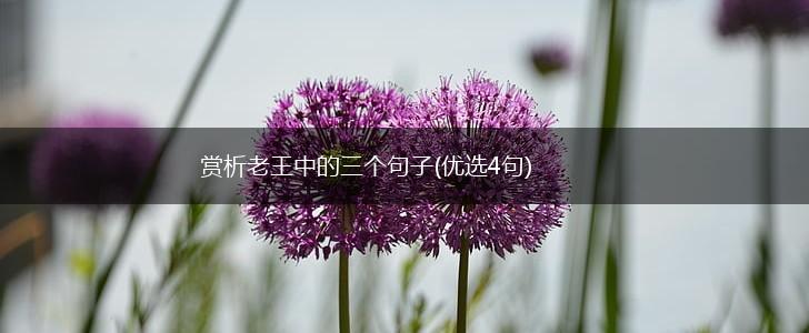 赏析老王中的三个句子(优选4句),第1张