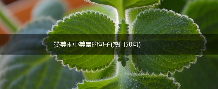 赞美雨中美景的句子(热门50句),第1张