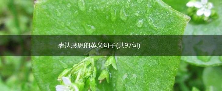 表达感恩的英文句子(共97句),第1张