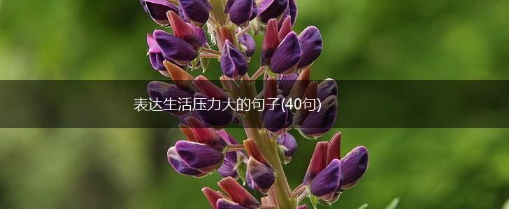 表达生活压力大的句子(40句),第1张