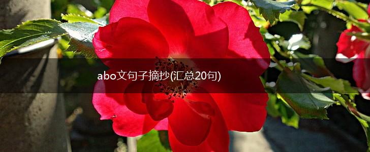 abo文句子摘抄(汇总20句),第1张