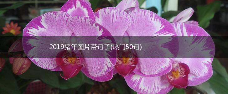 2019猪年图片带句子(热门50句),第1张