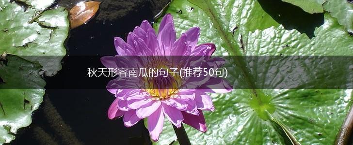 秋天形容南瓜的句子(推荐50句),第1张