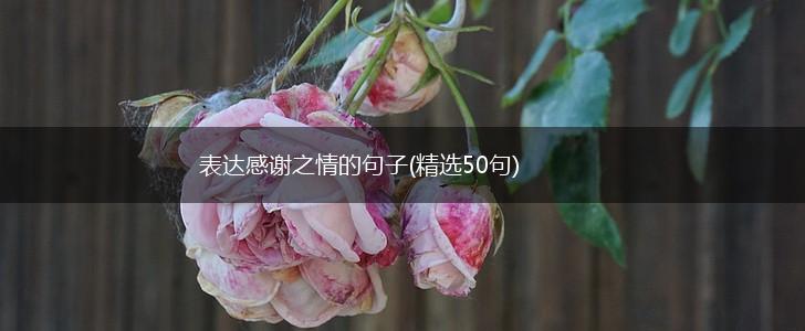 表达感谢之情的句子(精选50句),第1张