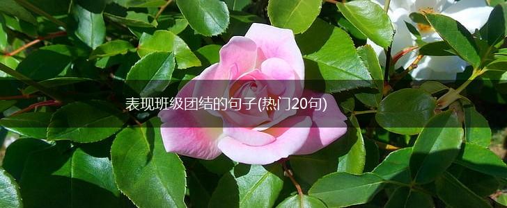 表现班级团结的句子(热门20句),第1张