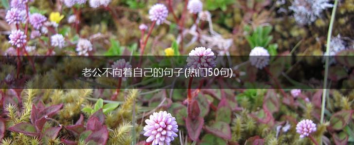 老公不向着自己的句子(热门50句),第1张