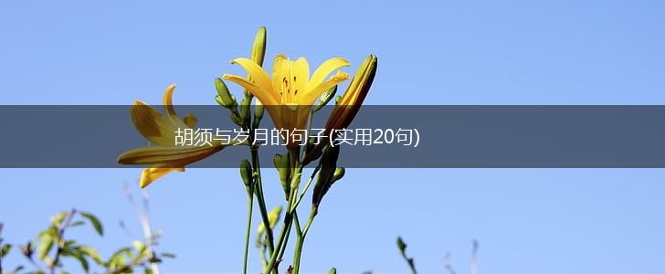 胡须与岁月的句子(实用20句),第1张