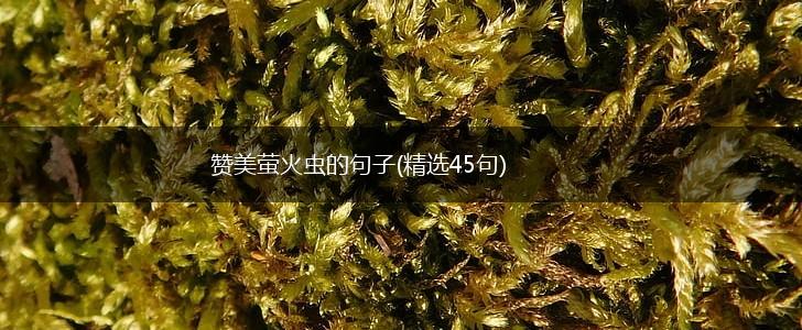 赞美萤火虫的句子(精选45句),第1张