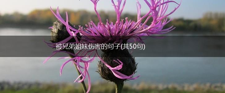 被兄弟姐妹伤害的句子(共50句),第1张