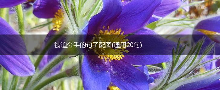 被迫分手的句子配图(通用20句),第1张