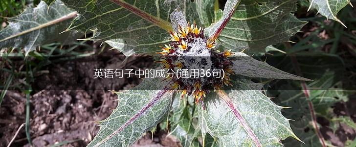 英语句子中的成分(通用36句),第1张