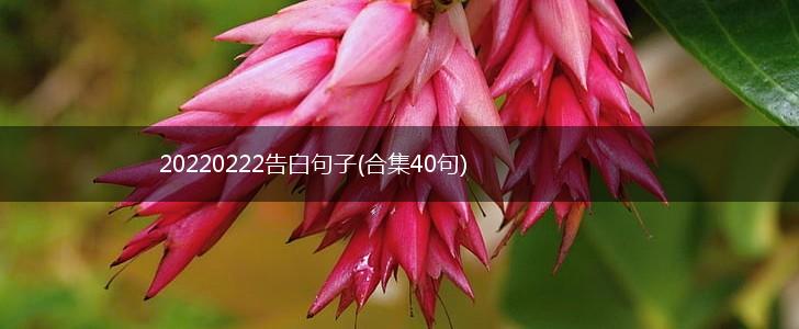 20220222告白句子(合集40句),第1张