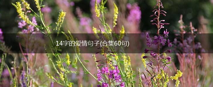 14字的爱情句子(合集60句),第1张