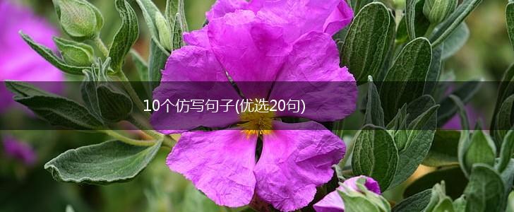 10个仿写句子(优选20句),第1张