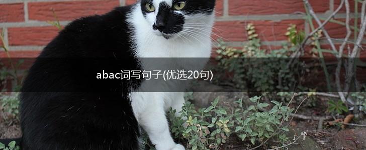 abac词写句子(优选20句),第1张