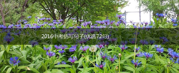 2016中考仿写句子(优选72句),第1张