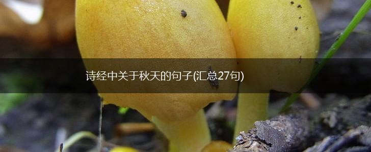 诗经中关于秋天的句子(汇总27句),第1张