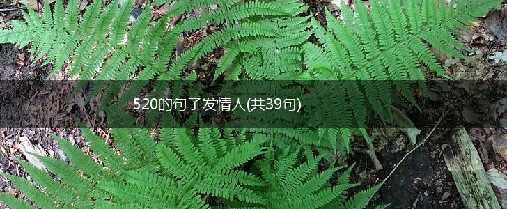 520的句子发情人(共39句),第1张