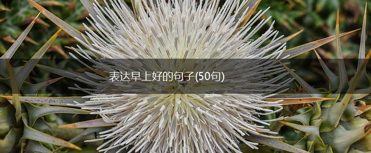 表达早上好的句子(50句),第1张