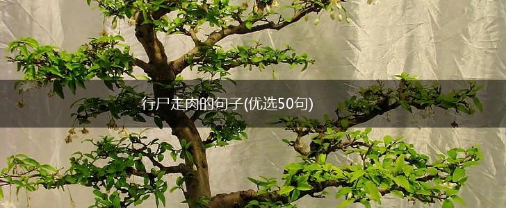 行尸走肉的句子(优选50句),第1张