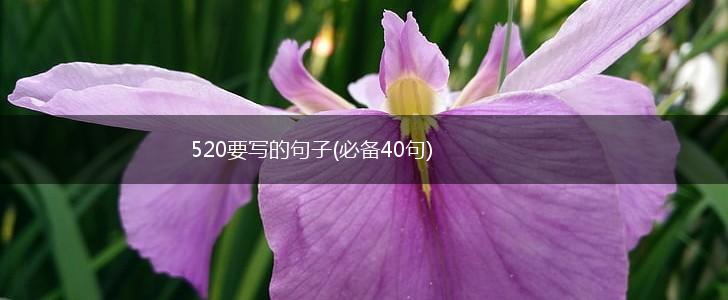 520要写的句子(必备40句),第1张