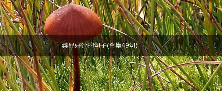 菜品好评的句子(合集49句),第1张