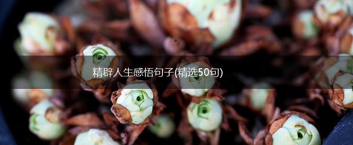 精辟人生感悟句子(精选50句),第1张