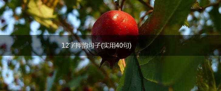 12字押韵句子(实用40句),第1张