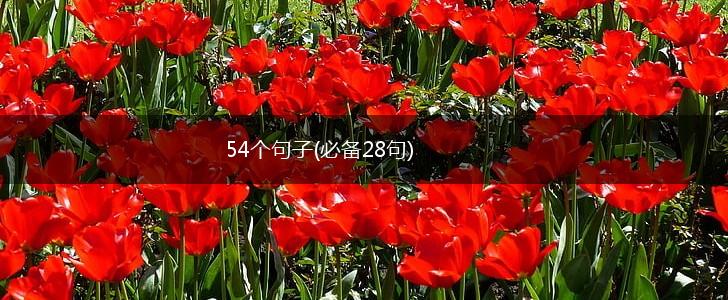 54个句子(必备28句),第1张