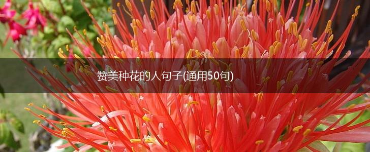 赞美种花的人句子(通用50句),第1张