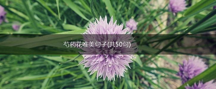 芍药花唯美句子(共50句),第1张