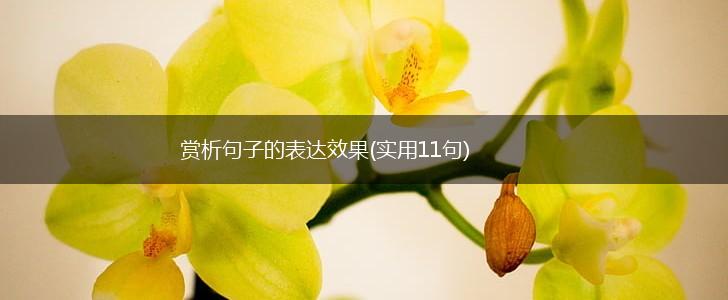 赏析句子的表达效果(实用11句),第1张