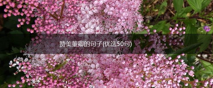 赞美董卿的句子(优选50句),第1张
