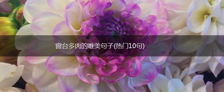 窗台多肉的唯美句子(热门10句),第1张