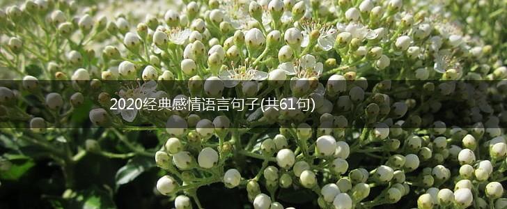 2020经典感情语言句子(共61句),第1张