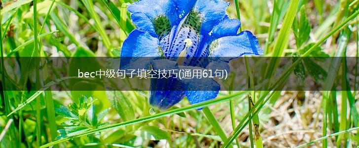 bec中级句子填空技巧(通用61句),第1张