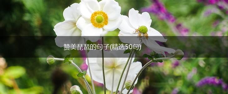 赞美琵琶的句子(精选50句),第1张