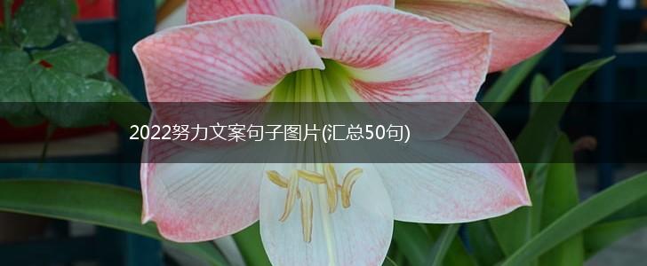 2022努力文案句子图片(汇总50句),第1张