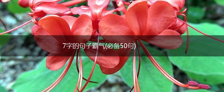 7字的句子霸气(必备50句),第1张