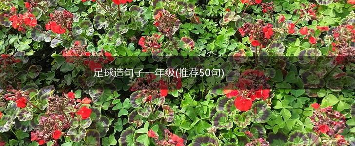 足球造句子一年级(推荐50句),第1张