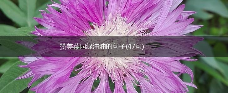 赞美菜园绿油油的句子(47句),第1张