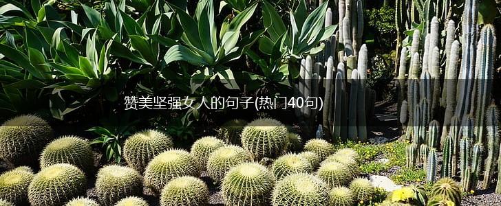 赞美坚强女人的句子(热门40句),第1张