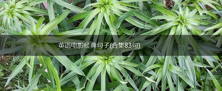 英语电影经典句子(合集83句),第1张