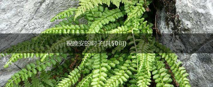 祝晚安的句子(共50句),第1张