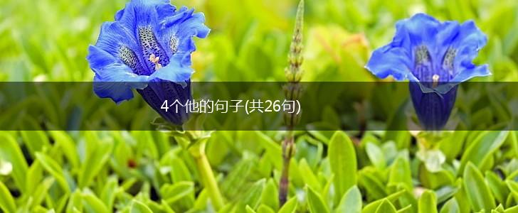 4个他的句子(共26句),第1张