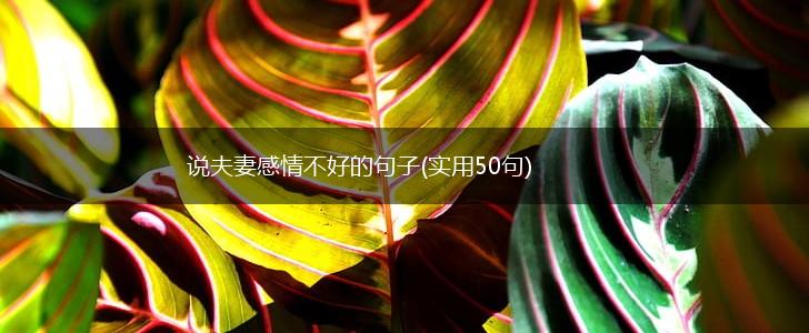 说夫妻感情不好的句子(实用50句),第1张