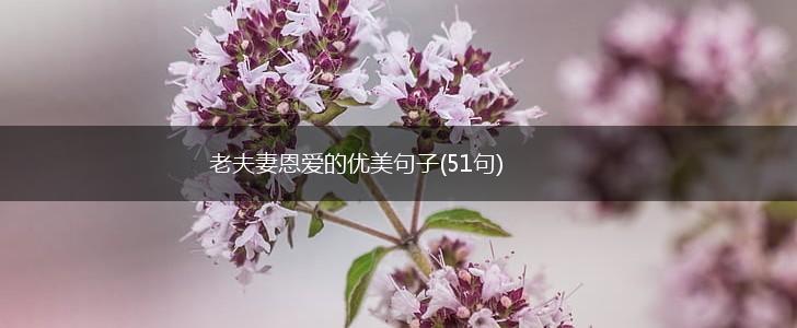 老夫妻恩爱的优美句子(51句),第1张