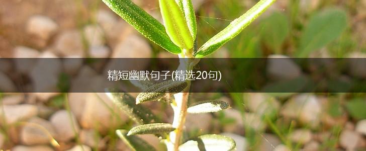 精短幽默句子(精选20句),第1张