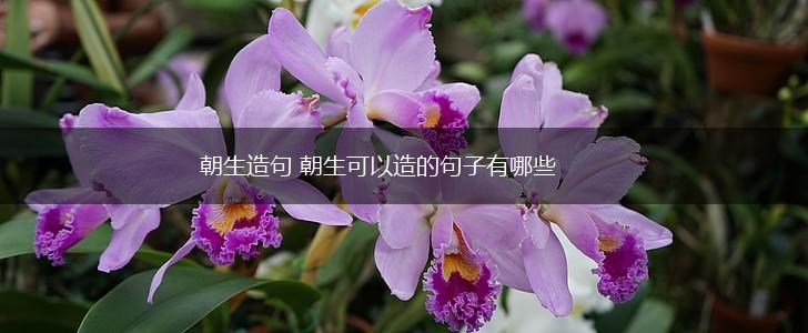 朝生造句 朝生可以造的句子有哪些,第1张